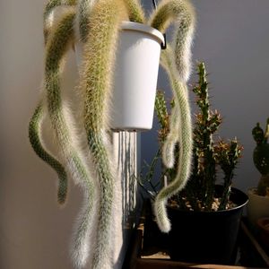サボテン,ヒルデウィンテラ,ヒルデウィンテラ・カラデモノニス,植物のある暮らし,みどりのある暮らしの画像