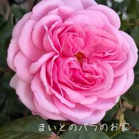 イチゴ,バラ,バラ大好き,お家園芸,バラの庭園をつくりたいの画像