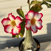 アデニウム,アデニウム 天空の薔薇,アデニウムアラビカム,オソロでトキメキ,２０２５年同期の画像