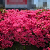 ツツジ,ホームセンターの画像
