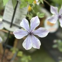 クレマチス,クレマチス 風の方位,ガーデニング,花のある暮らし,及川フラグリーンの画像