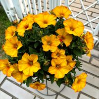 カリブラコア,ペチュニア,ペチュニア　ビューティカル,春のお花,サカタの種の画像