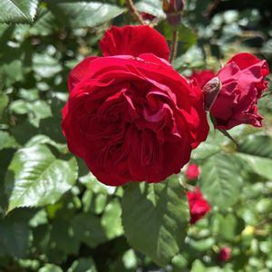 咲いた！,私の庭,5月の庭,庭の画像