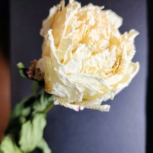 シャクヤク,ドライフラワー,地植え,ガーデニング,神戸っ子だョ‼️全員集合の画像