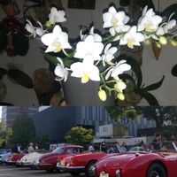 胡蝶蘭,着生植物,植物のある暮らし,植中毒,カララの画像