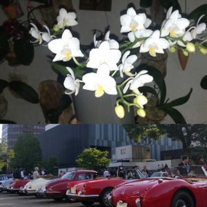 胡蝶蘭,着生植物,植物のある暮らし,植中毒,カララの画像