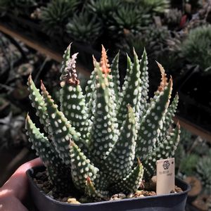 ハオルチア,ツリスタ オークワエ,多肉植物,ハオルチア属,ハオルシア属     の画像