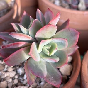 スノーキャンディ,エケベリア  ルエラ,Echeveria 'Luella',癒し,多肉植物のある暮らしの画像