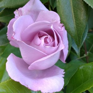 鉢植え,ガーデニング,植え込み,ばら バラ 薔薇,散策さんぽの画像