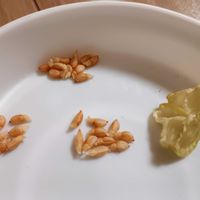 カタクリ,カタクリ,球根植物,山野草,種まきの画像