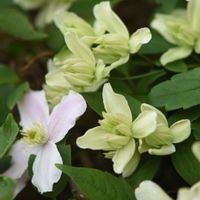 クレマチス,クレマチス 雪の華,クレマチス  ピンクパーフェクション,花のある暮らし,植中毒の画像