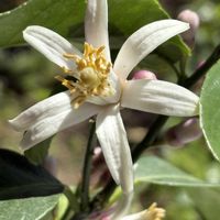 レモン,トゲなしレモン,レモンの花の画像