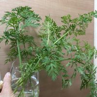 ニンジン,にんじんの葉の画像