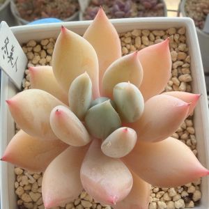 冬美人,癒し,北海道,みち'sフユビジン,ベランダの画像