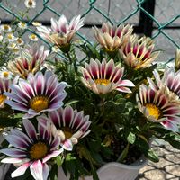 ガザニア,葉牡丹,花のある暮らし,かわゆい,白♡の画像
