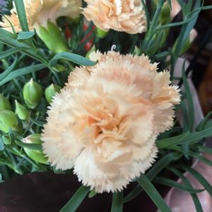 カーネーション,ミニカーネーション,花のある暮らし,今日のお花,お顔がこんにちはの画像
