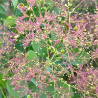 スモークツリー,花のある暮らし,大事に育てたい,キュンキュン乙女倶楽部,うどん県人会の画像