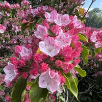 カルミア,お花は癒し,花が好き❤,☆携帯撮影☆の画像