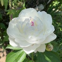 シャクヤク,シラン,芍薬,芍薬(シャクヤク）,シャクヤク（芍薬）の画像