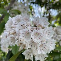 カルミア,お花は癒し,花が好き❤,☆携帯撮影☆の画像