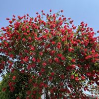 ブラシノキ,ブラシノキ(金宝樹),ブラシノキ（カリステモン）,散歩中,花のある暮らしの画像
