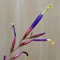 エアープランツ,チランジア,チランジア　フックシー,チランジア グラブリオール,チランジア　ハリシーの画像
