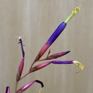 エアープランツ,チランジア,チランジア　フックシー,チランジア グラブリオール,チランジア　ハリシーの画像
