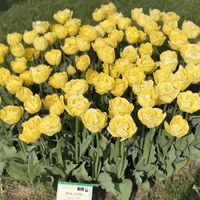 チューリップ,花のある喜び,上湧別チューリップ公園の画像