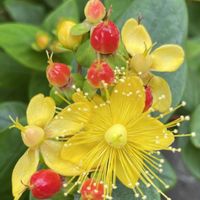 ヒペリカム,お花は癒し,花が好き❤,☆携帯撮影☆の画像