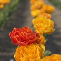 チューリップ,花のある喜び,上湧別チューリップ公園の画像
