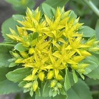 キリンソウ,お花は癒し,花が好き❤,☆携帯撮影☆の画像