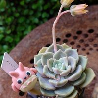春菊,ソラマメ,ストライト,多肉植物さくらもち,ストロベリーアーモンドの画像