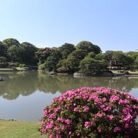 サツキ,山紫陽花,日本庭園,癒される,庭園の画像