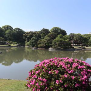 サツキ,山紫陽花,日本庭園,癒される,庭園の画像