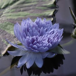 睡蓮,熱帯スイレン,熱帯睡蓮　マエフロイ,熱帯睡蓮サシモントン,熱帯睡蓮　リキトファーの画像