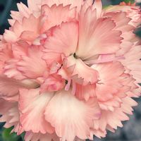 ジニア,ジニア,ダイアンサス,ダイアンサス,花のある暮らしの画像