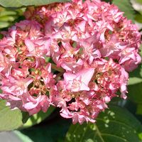 粉雪,紫陽花 ありがとう,アジサイ ひな祭り,恋物語,妖精の羽音の画像