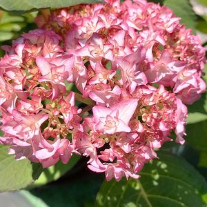 粉雪,紫陽花 ありがとう,アジサイ ひな祭り,恋物語,妖精の羽音の画像