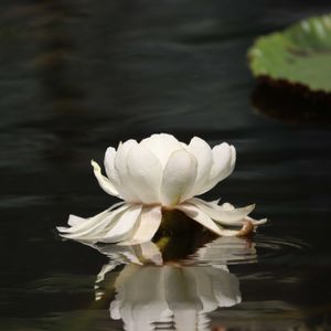 睡蓮,Dendrobium.victoria-reginae,ロングウッド・オオオニハス,ロングウッド・オオオニハス,温室の画像