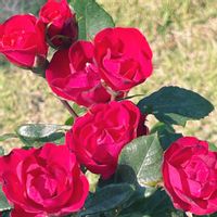 バラ,ラベンダー,花のある暮らし,植物大好き,ばら バラ 薔薇の画像