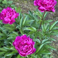 アヤメ,ユキノシタ,シャクヤク 八重咲き,シロバナシラン,庭の花の画像
