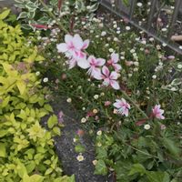 ガウラ,シモツケ ,エリゲロン,花のある暮らし,手作り花壇の画像