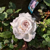 バラ、薔薇、ばら,春のお花,春の庭,初開花,香りのバラの画像