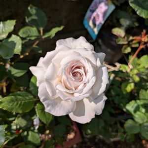 バラ、薔薇、ばら,春のお花,春の庭,初開花,香りのバラの画像