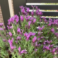 ラベンダー,フレンチラベンダー,フレンチラベンダー,可愛い〜♡,花のある暮らしの画像