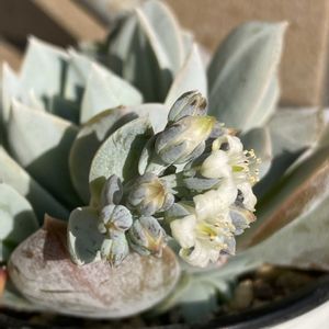 桜吹雪,姫秀麗,ミルキーウェイ,スワベオレンス,多肉植物の画像