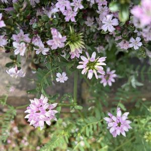 クラウンベッチ,グランドカバー,可愛い,ピンクの花,シェードガーデンの画像