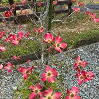 ハナミズキ,花のある暮らし,手作り花壇,おうち園芸,庭の画像