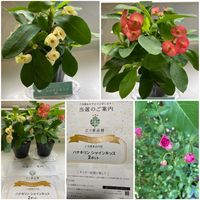 ハナキリン,ハナキリン　シャインキッス,ミニバラ　ほほえみルージュ,PR,三ツ星品質モニターの画像