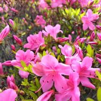 サツキ,可愛い,山野草,群生,お出掛け先の画像